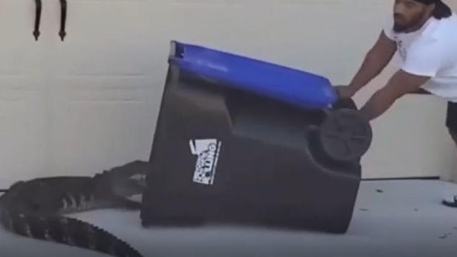 【NBA】躺槍！男子捕鱷魚不忘嘲諷西蒙斯