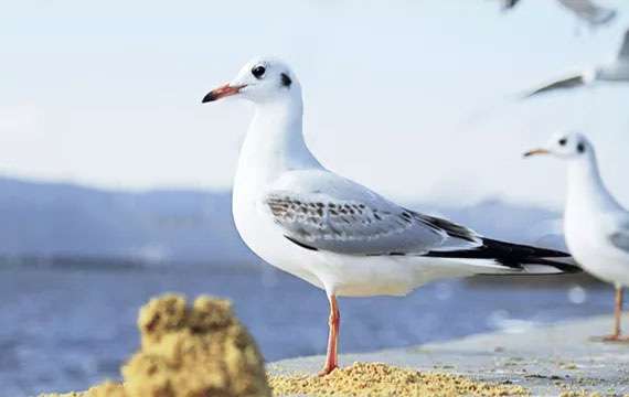 2019年北京市秋季550公里比賽